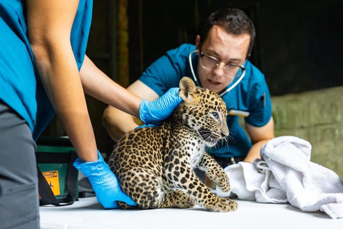 A first health check for the Sri Lankan leopard cubs.