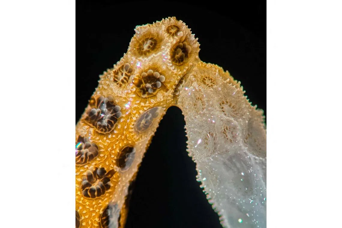 A new lab study by scientists at Stanford University finds that simply placing healthy, colourful coral in contact with their bleached counterparts is enough to bring the dying ones back from the brink.