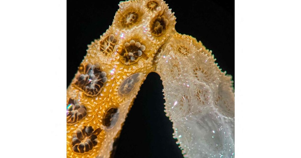 Healthy corals help bleached neighbours regain colour: Study