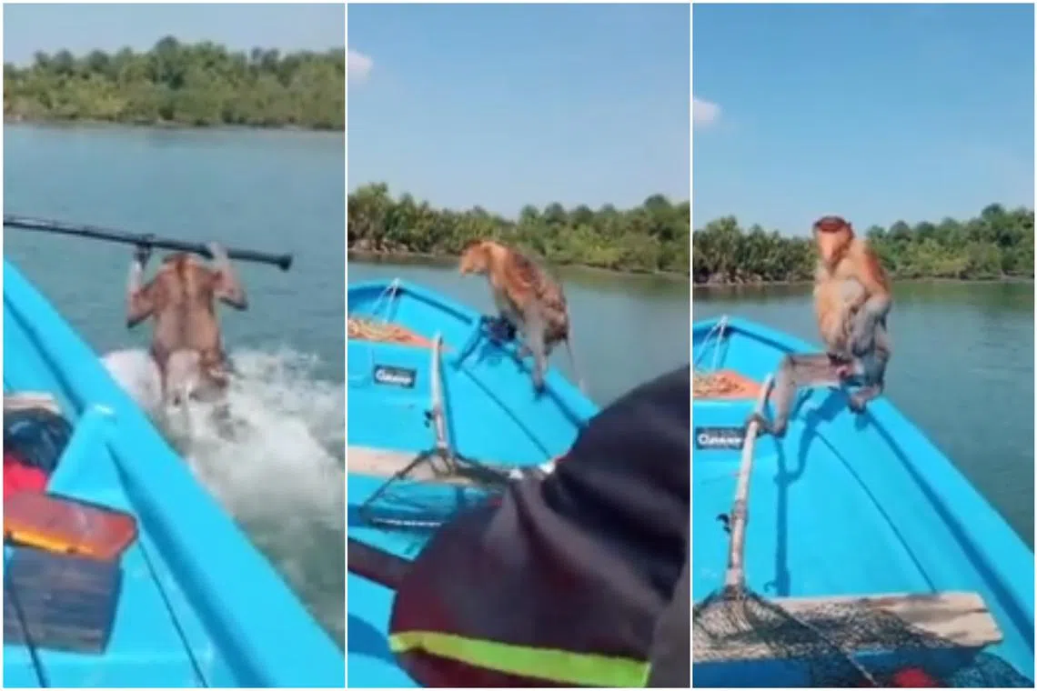 The fisherman manoeuvred their boat closer to the proboscis monkey which climbed on board.