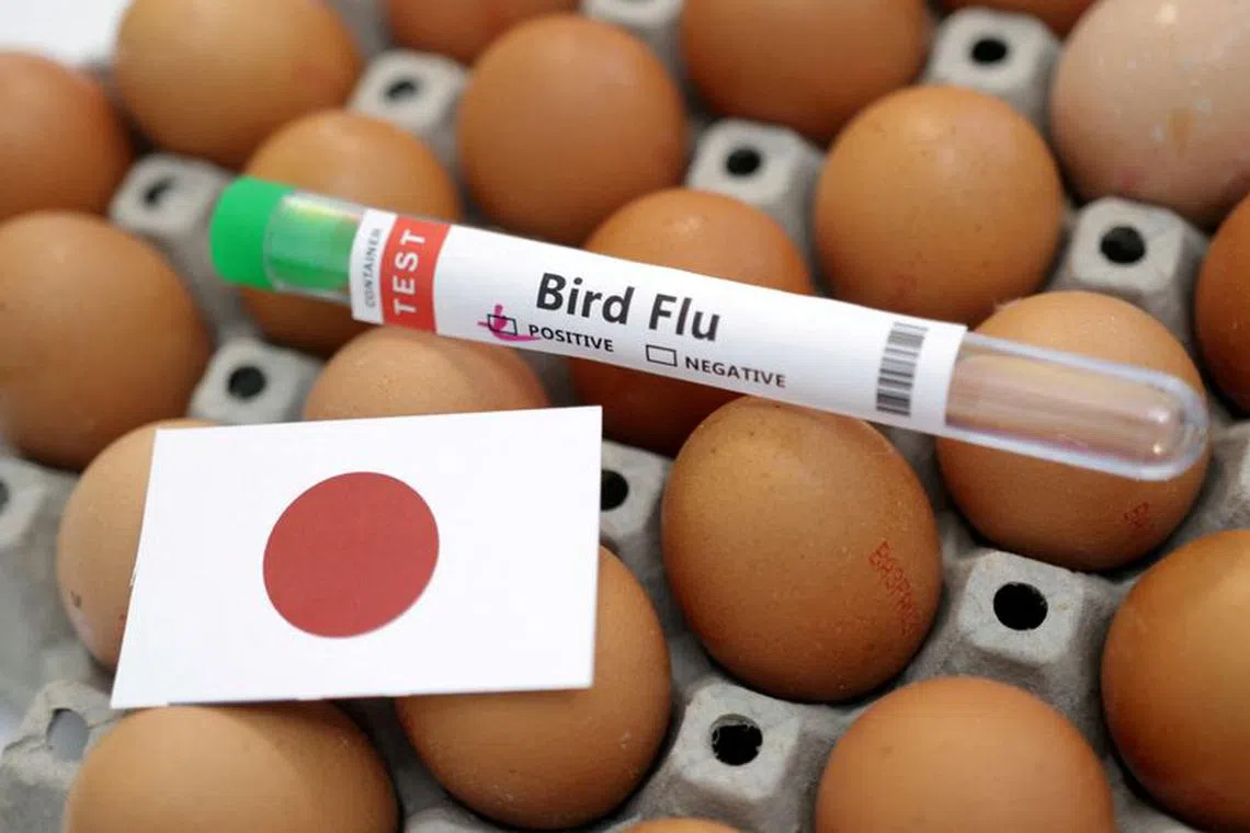 FILE PHOTO: A test tube labelled \"Bird Flu\", eggs and a piece of paper in the colours of the Japanese national flag are seen in this picture illustration, January 14, 2023. REUTERS/Dado Ruvic/Illustration/File Photo