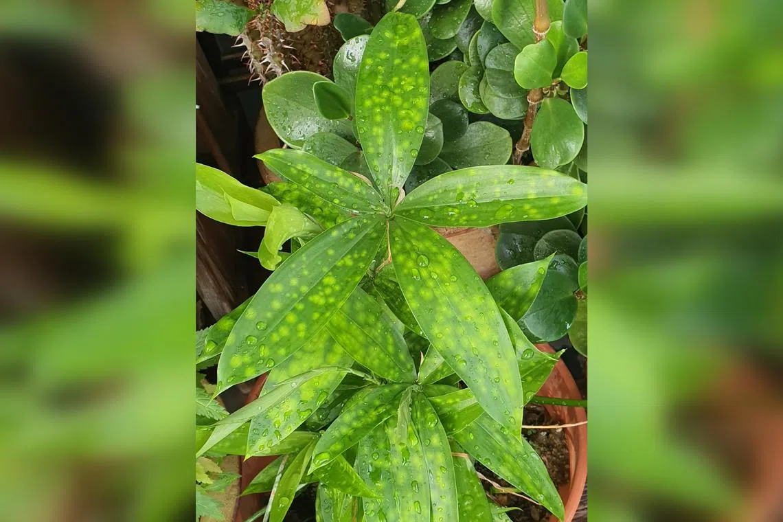 The spots do not affect the plant's health.