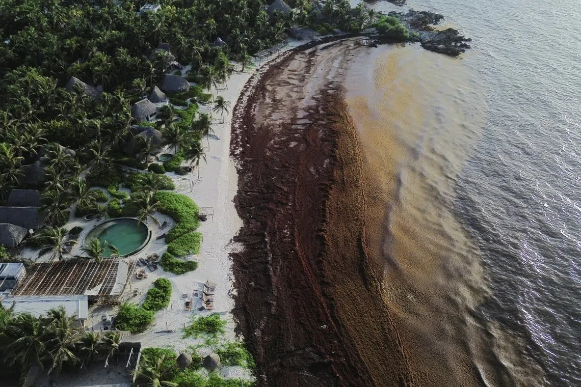 A drone view shows sargassum seaweed covering the shoreline of a deserted beach in the hotel zone in Tulum on July 22.