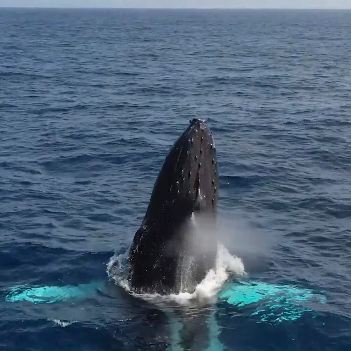 The UN High Seas Treaty, a landmark deal to protect the marine life of two-thirds of the ocean,  came into force on Jan 17.