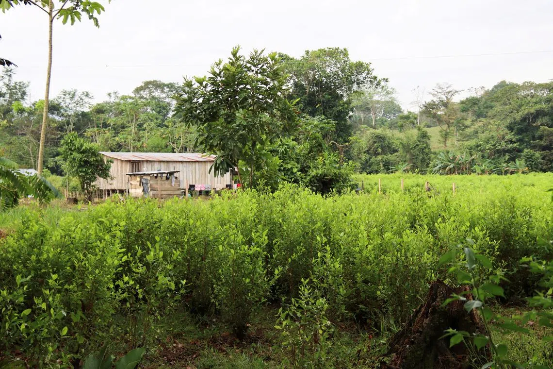 FILE PHOTO: A coca plantation is seen next to a house in Tibu, Colombia March 5, 2025. REUTERS/Carlos Eduardo Ramirez/File Photo