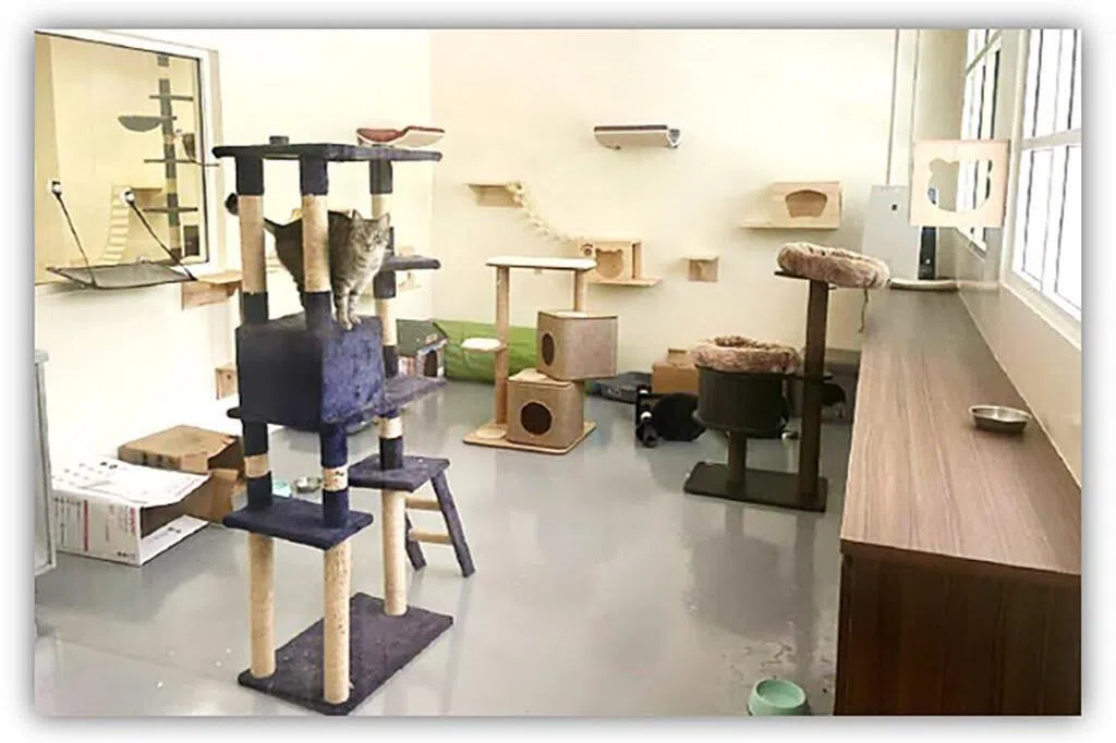 At AVS’ Centre for Animal Rehabilitation, cats enjoy complex vertical spaces with plenty of hiding spots.