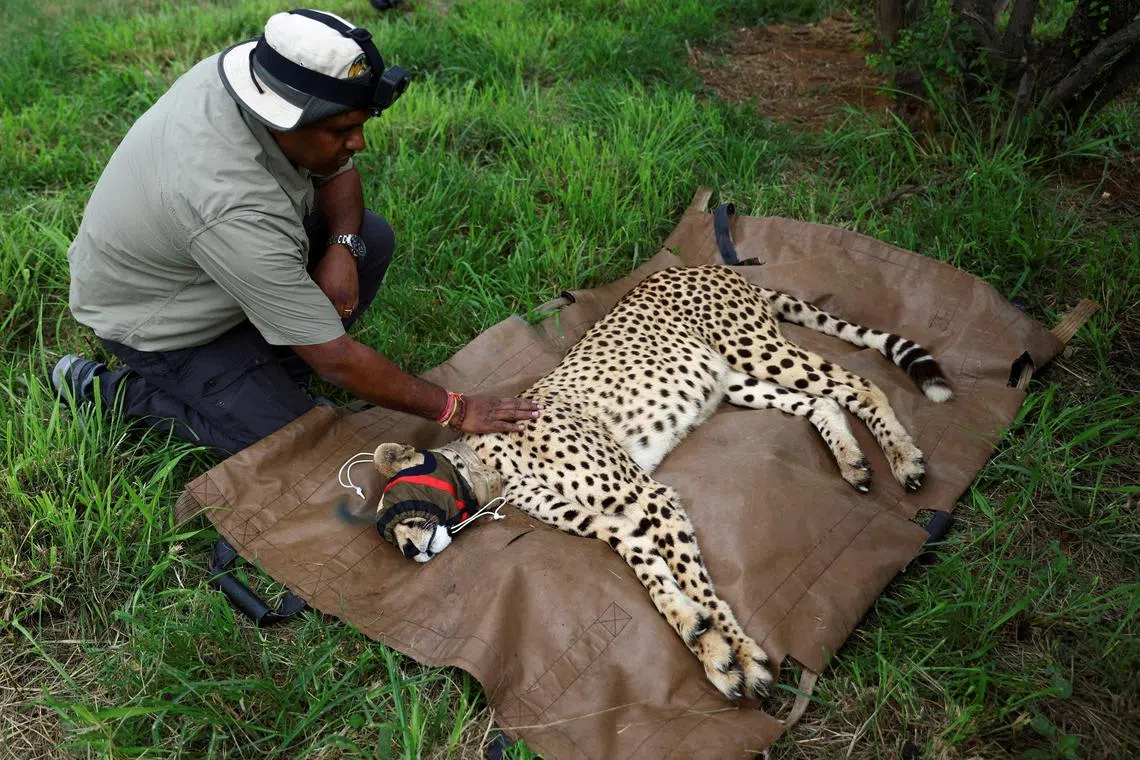 The cheetahs are being reintroduced into India after 70 years.