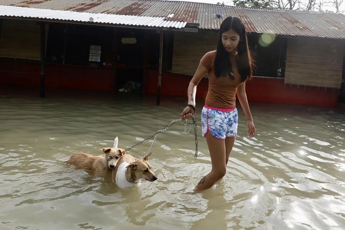 epa11717575 A villager woman with her pets wades on a flooded village caused by Typhoon Toraji in Tuguegarao city, Cagayan city, Philippines, 13 November 2024. Typhoon Usagi, the fourth to barrel the Philippines, intensified into a typhoon before dawn on 13 November, as it threatened to hit land on 14 November will bring more rains to northern Luzon island after the onslaught of Typhoons Toraji, Trami, and Kong-Rey.  EPA-EFE/FRANCIS R. MALASIG