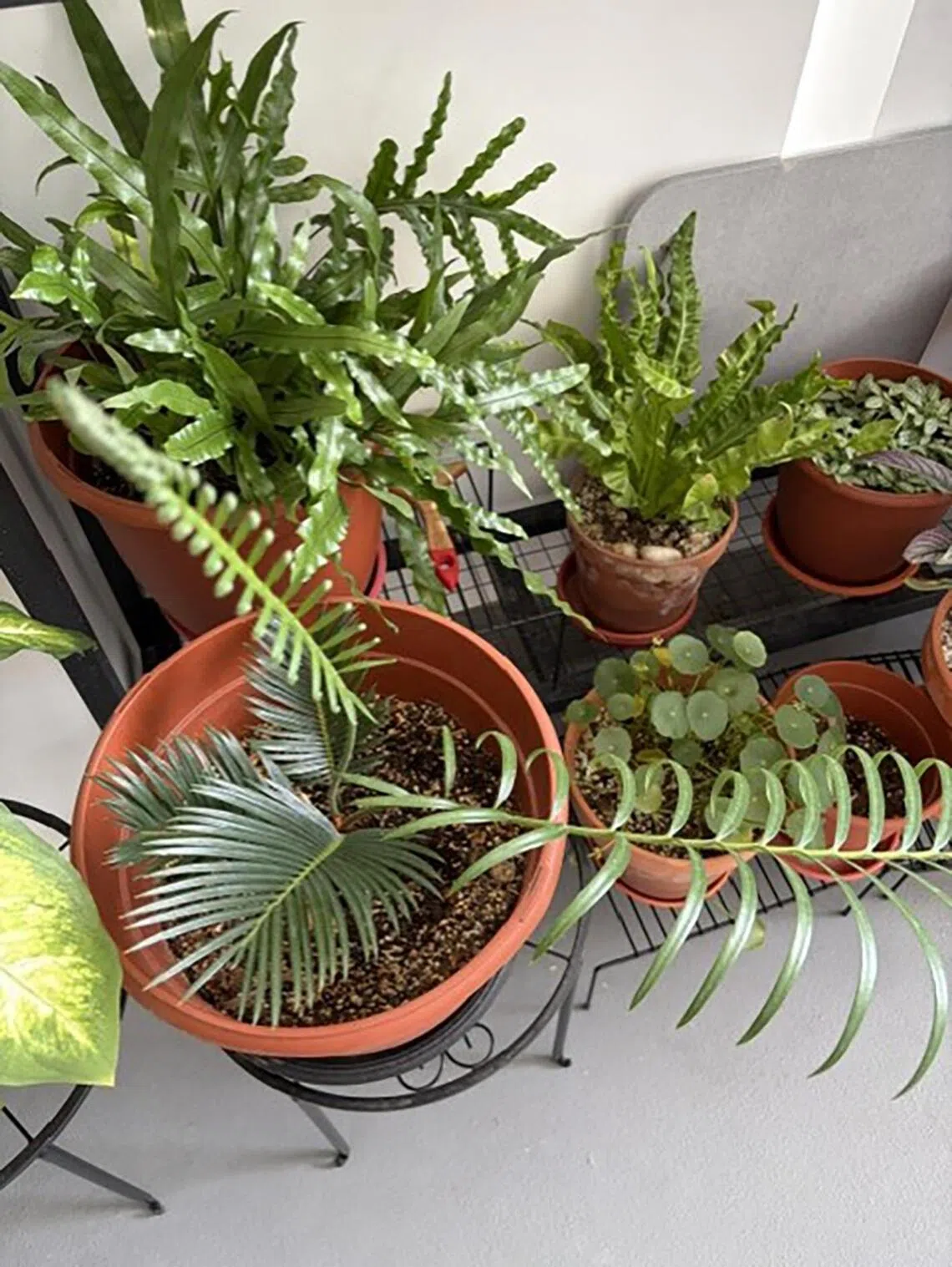 The Sago Palm’s new leaves appear much larger and lighter green in colour due to insufficient sunlight.