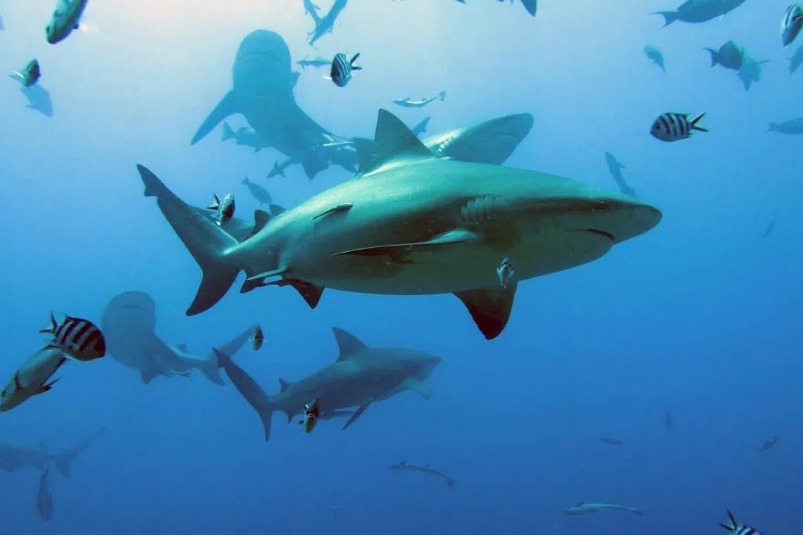 It could not be immediately determined what shark specie attacked the girl.