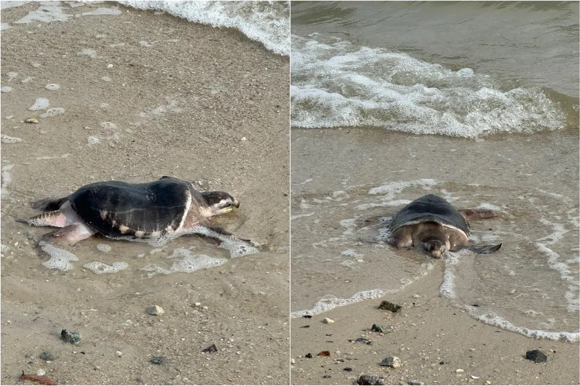 A pig-nosed turtle sighted on the shores of Changi Beach on Jan 22.