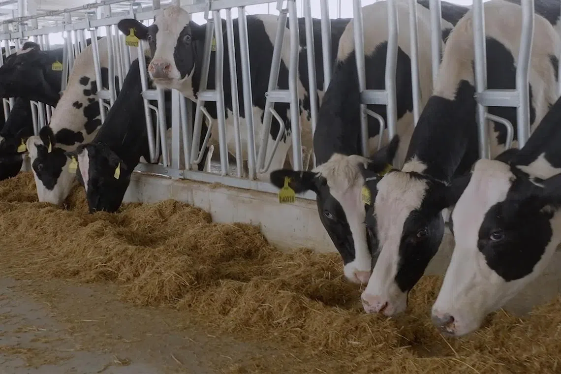 F&N Q1 profit falls 9%, beverage player to increase stake in Vietnam dairy company