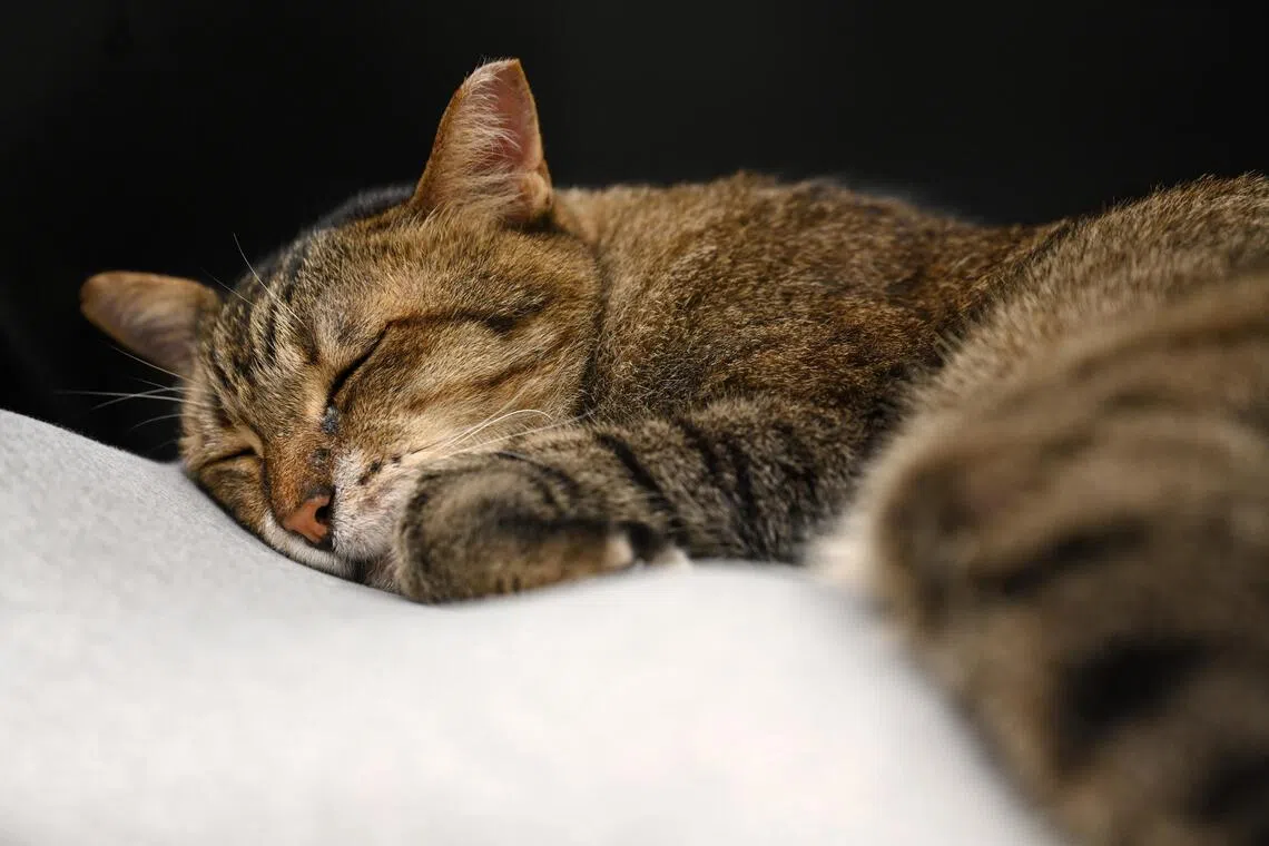 Cassidy the cat at Kim Chuan MRT Depot.