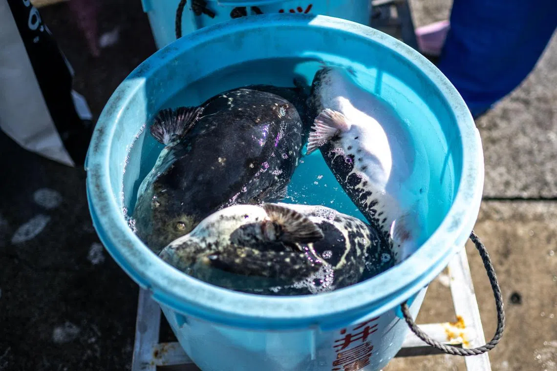 This photo taken on January 19, 2023 shows three tiger puffer fish inside a bucket at the Matsukawaura Fishing Port in Soma city of Japan's Fukushima Prefecture. - The pufferfish filling fishermen's nets in Fukushima are a delicacy that can kill if wrongly prepared. To a community devastated by a 2011 nuclear disaster, however, they are also a lifeline. (Photo by Philip FONG / AFP) / To go with AFP story "Japan-nuclear-environment-fishing-Fukushima", FOCUS by Harumi OZAWA