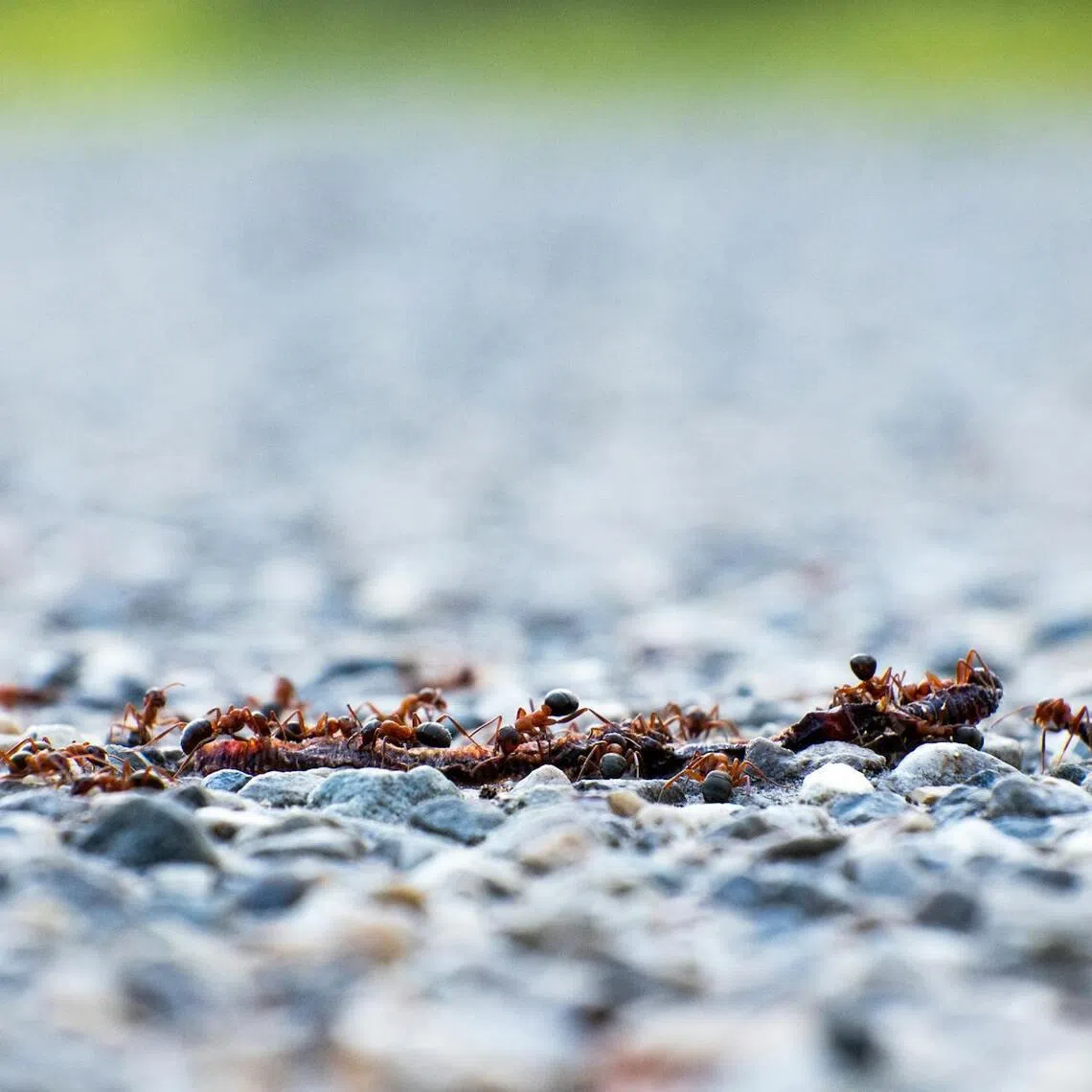 Ants are valuable to Kenya’s ecosystem.