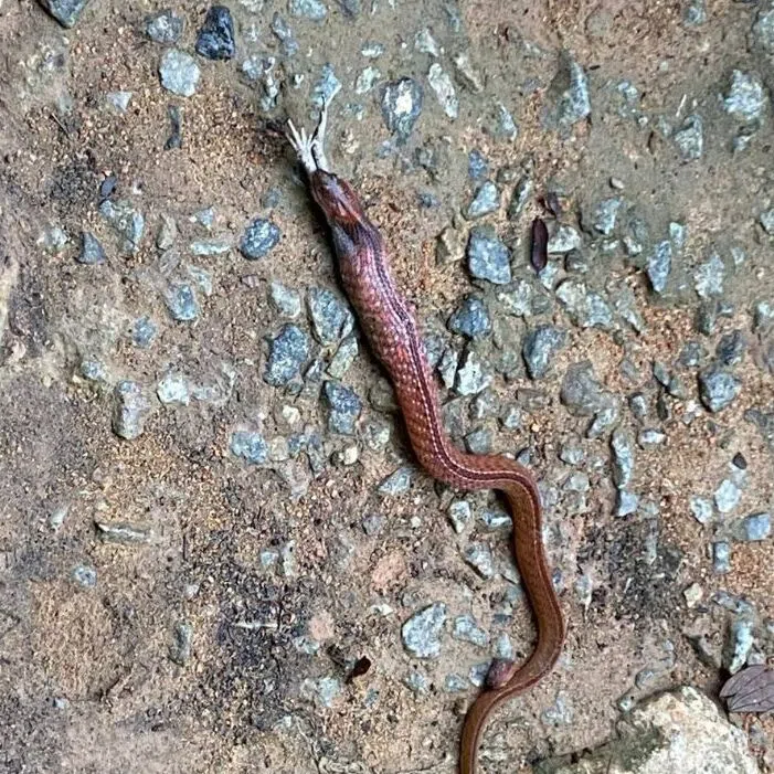 A blue-necked keelback snake at MacRitchie Reservoir on Aug 1 with what appears to be two legs of an animal sticking out of its mouth.