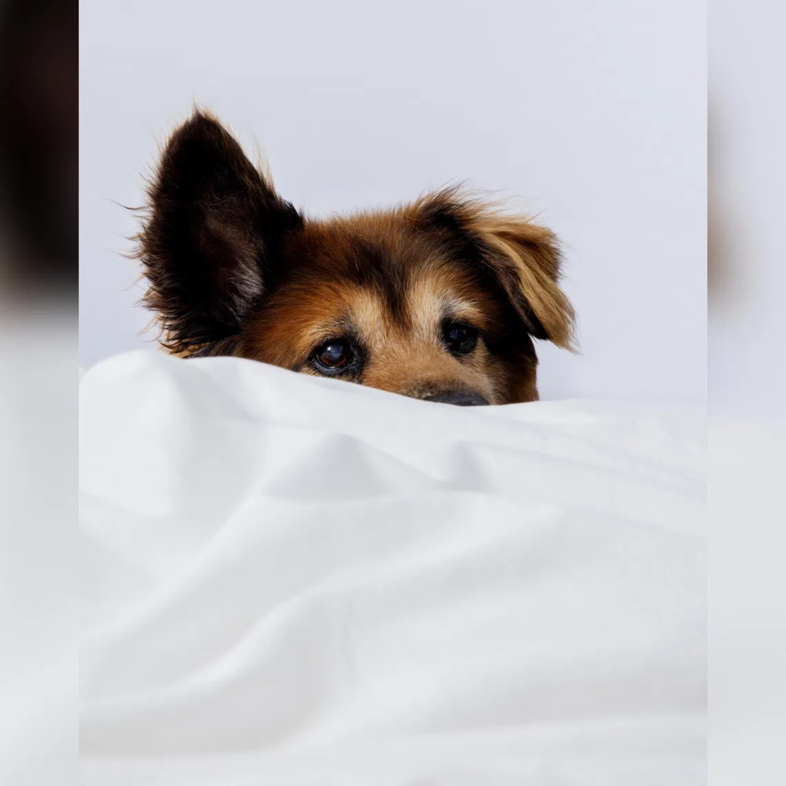 Changing a dog’s nighttime sleep routine can be surprisingly emotional, for you and your dog.