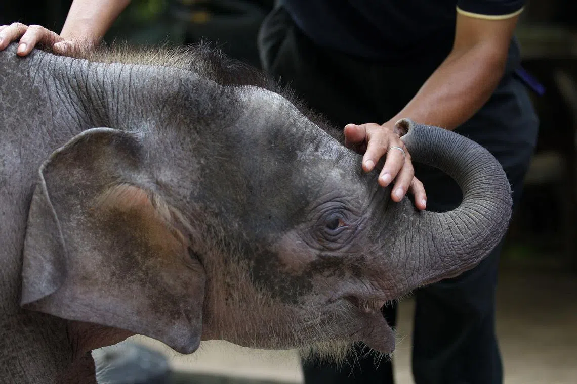 (FILES) A wildlife official plays with orphaned three-month-old baby Borneo pygmy elephant "Joe" at Lok Kawi Wildlife Park in Kota Kinabalu in Malaysia's Sabah state on February 6, 2013. The first assessment of the pint-sized Bornean elephant by a global conservation authority concluded on June 27, 2024, that the animal is endangered, with only an estimated 1,000 left in the wild. (Photo by MOHD RASFAN / AFP)