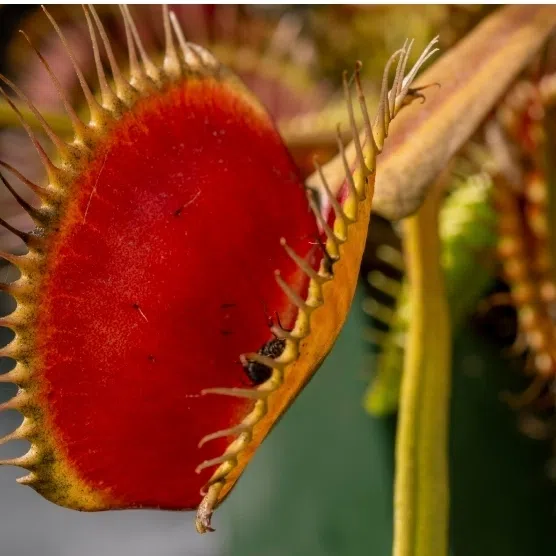 Carnivorous plants might sound like flesh-eating killers but it is insects, not Seymours, that they eat.