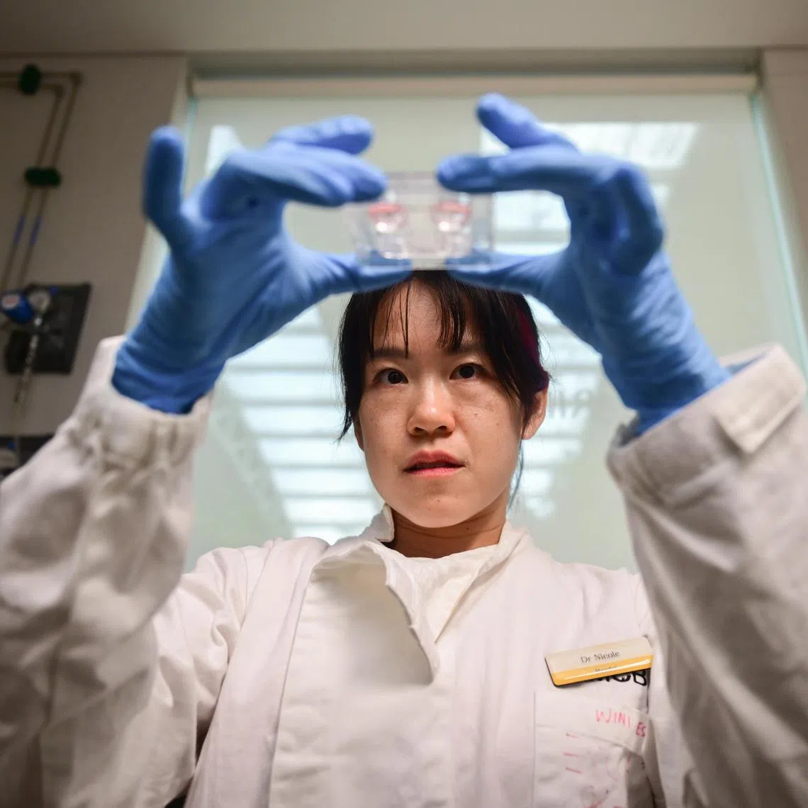 A researcher from Mandai Wildlife Group holds up a tray of cells extracted from a cold-blooded animal.