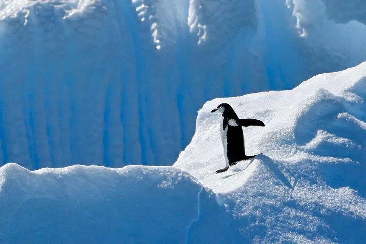 Penguin community shift