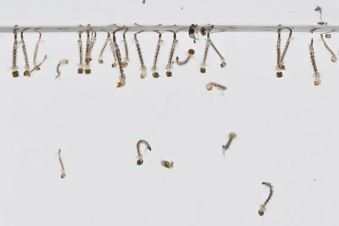 Mosquito larvae on display during Project Wolbachia 10th Anniversary Community Carnival at Our Tampines Hub on Oct 31.