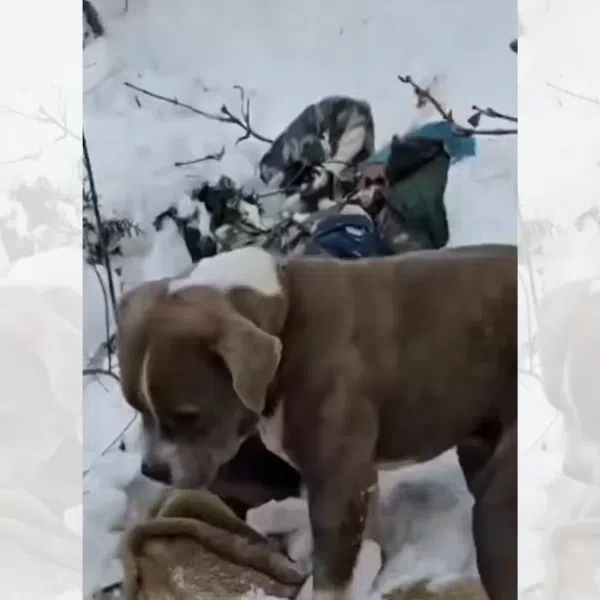A screengrab from a video taken by rescuers shows a dog keeping watch beside a boy who died while hiking to a temple in Bharmour town in India’s northern Himachal Pradesh state.