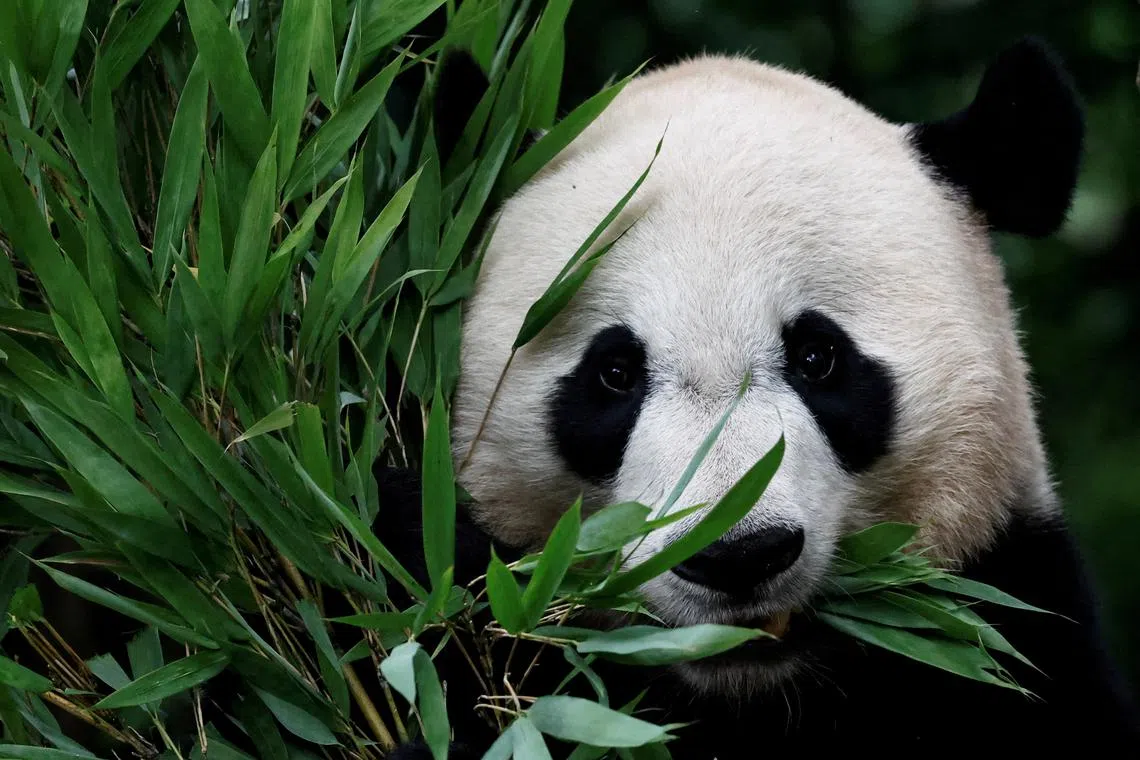Bei Bei, a giant panda born in the U.S. in 2015 and transferred to China in 2019, eating bamboo leaves at the Ya'an Bifengxia Base of China Conservation and Research Center for the Giant Panda, during an organised media tour in Ya'an, Sichuan province, China, on June 12, 2024. 