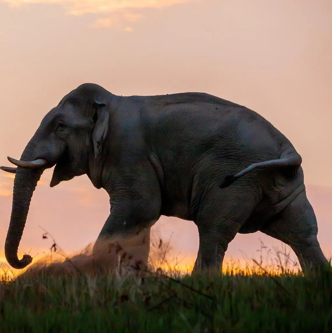 The authorities will meet on Feb 6 to decide what to do with the elephant named Oyewan.