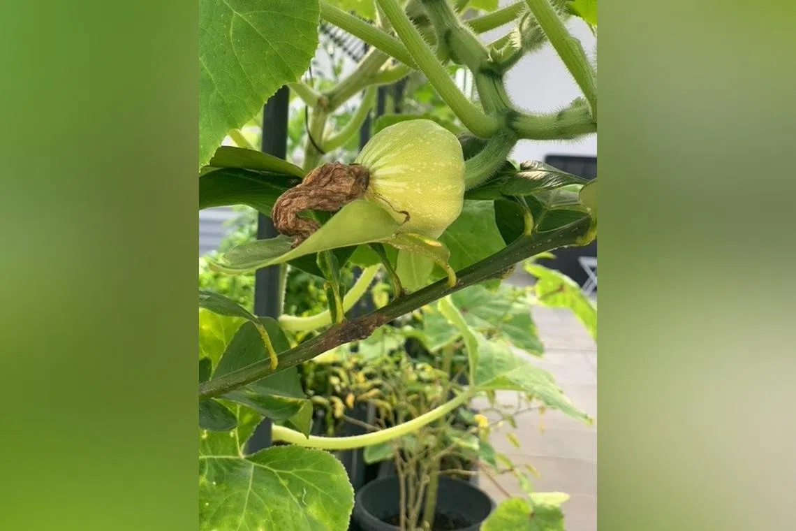 The ovary of this plant may not have been properly pollinated.