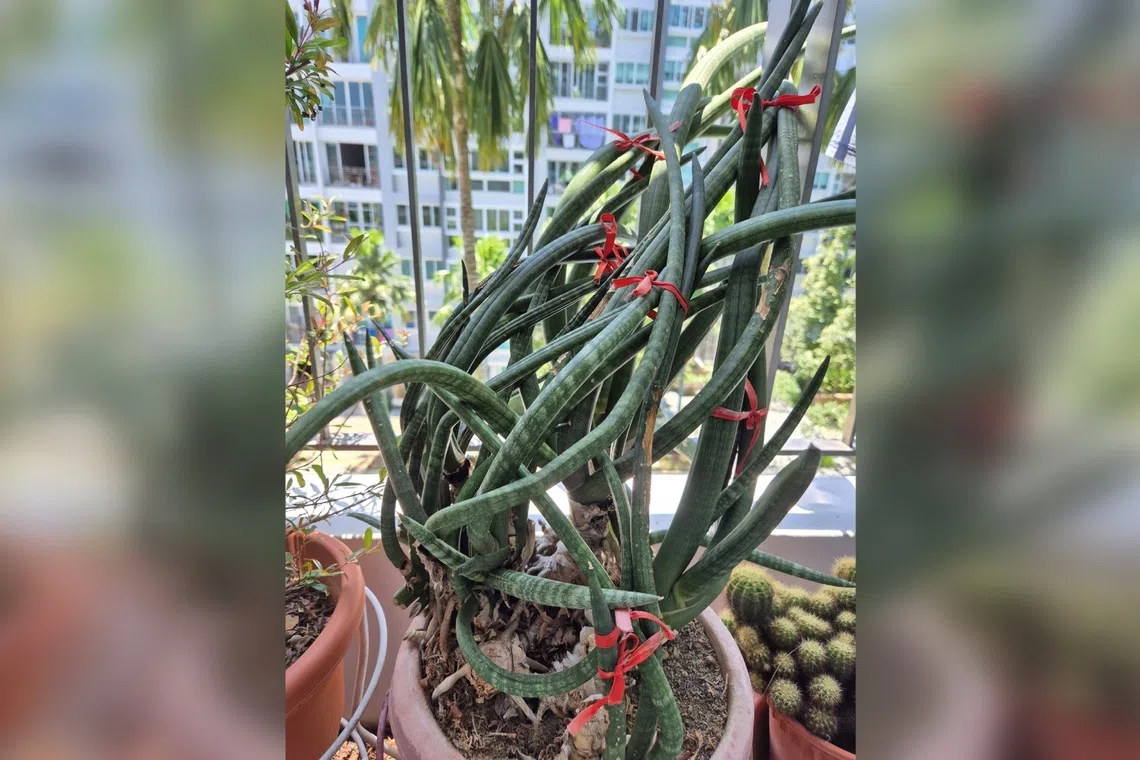 This plant should get at least six hours a day of filtered sunlight. 