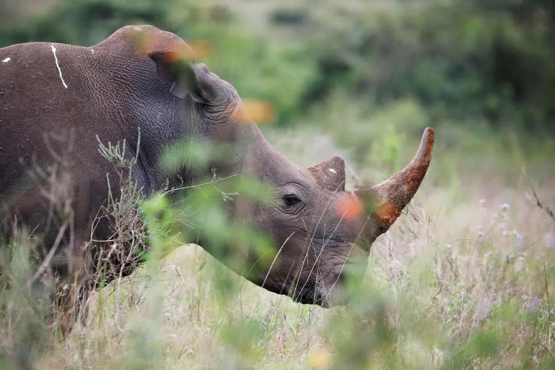 FILE PHOTO: A southern white rhino is seen inside Nairobi National Park in Kenya, June 15, 2020. REUTERS/Baz Ratner/File Photo