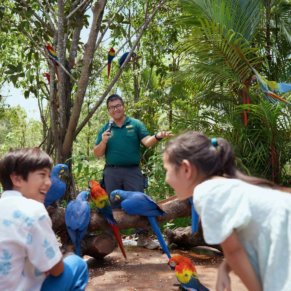arstatista21 - As part of the Meet the Flock series, hear interesting nuggets about our birds from their keepers.



Credit : Mandai Wildlife Group