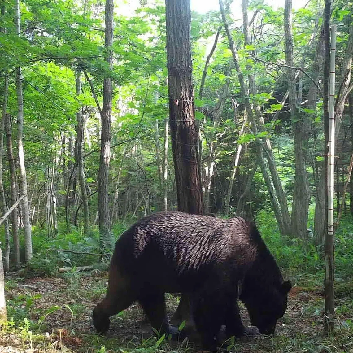 A bear caught on camera near Shibecha in Japan's northern Hokkaido prefecture in 2023.