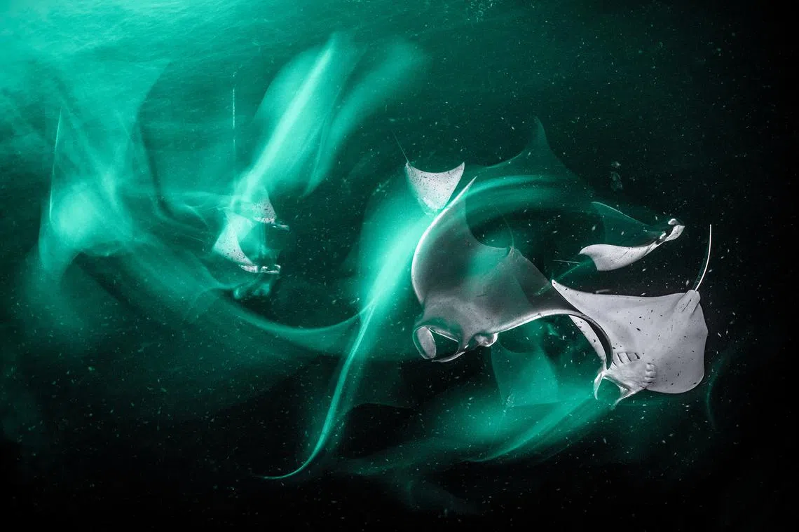 Born during the great mobula ray aggregations of spring, Juvenile Munk's devil rays (mobula munkiana) remain in the Sea of Cortez long after their parents have left, using the shallow bays of Espiritu Santo as a nursery. By autumn, the water is clear, a bonus for underwater photography but also signifying less food for the filter feeding rays.

Hanging a green light from the back of our boat, plankton gathers around it and the mobula rays gratefully swoop in for a microscopic buffet. The munkiana seem to fly through the water as they pursue their dinner. Entranced by their grace, I used a 2 second exposure to capture their movements which to my eye, felt like an aquatic ballet. Espiritu Santo Island, Unesco World Heritage site and national park, Baja California Sur, Mexico

Henley Spiers is a renowned underwater photographer, writer, and expedition leader who has fast become one of the most highly decorated wildlife image-makers in the world.

Follow Henley on Instagram @henleyspiers.