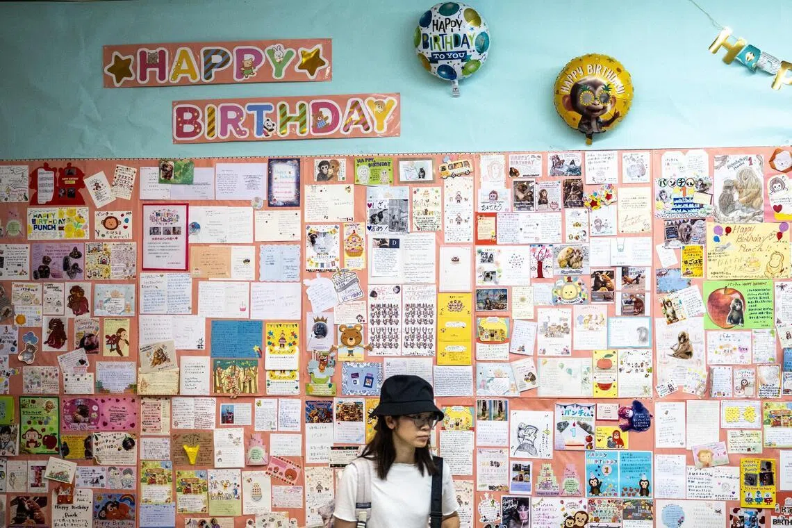 Japan zoo gets thousands of birthday cards for Punch the monkey as he turns one on July 26