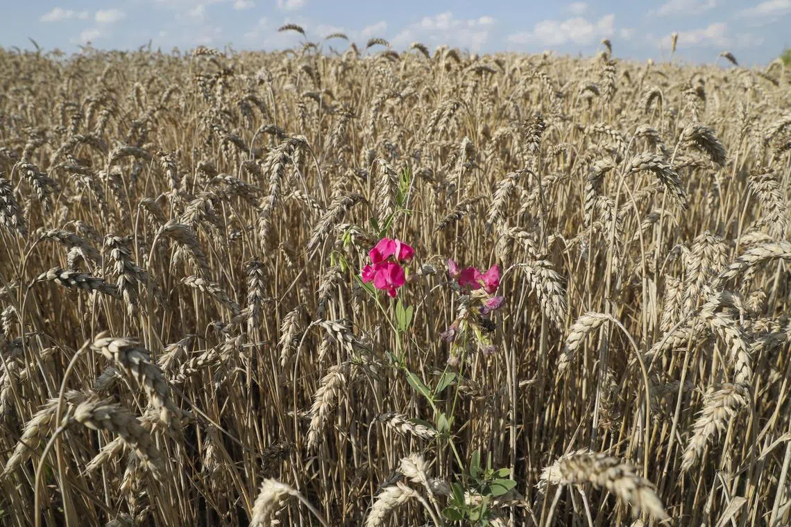 The EU said it is seeking to transport more Ukrainian grains via road and rail. 