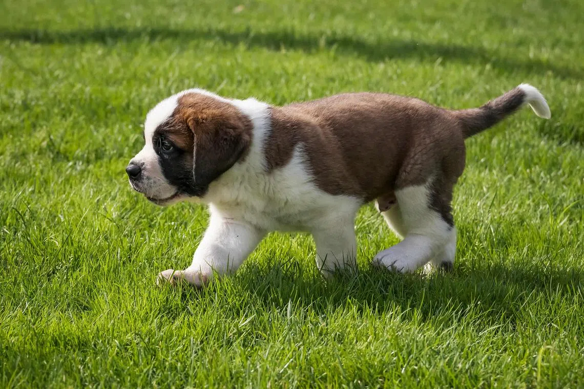 Ethical breeders prioritise animal welfare over profit. Transparent breeders also allow potential owners to visit the premises, meet the puppies and the parents.