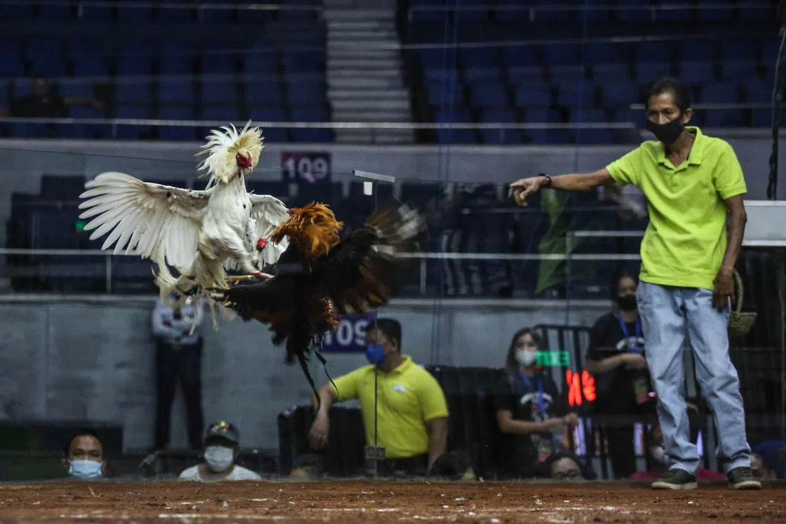 Filipinos wager millions on matches between roosters that fight to the death with razor-sharp spurs tied to their legs.