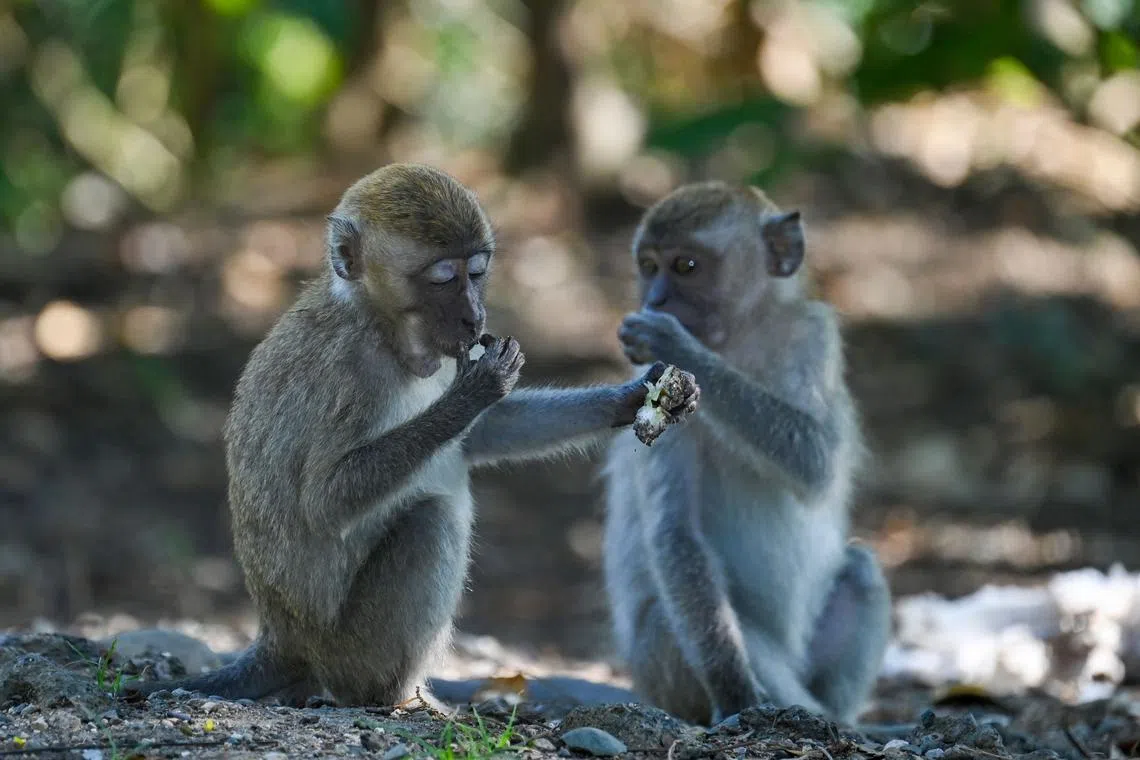 The heat is also hitting wildlife, with animals searching for water in villages.