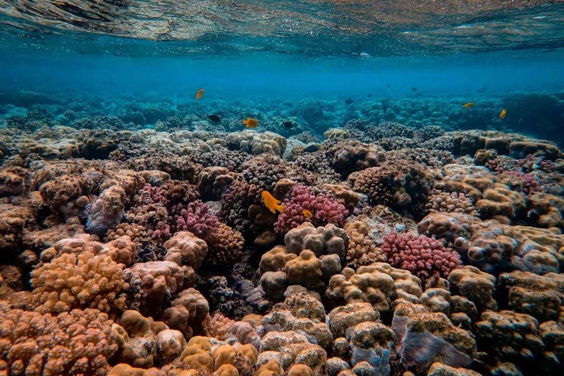The two previous global bleaching events, in 1998 and 2010, had lasted one year.