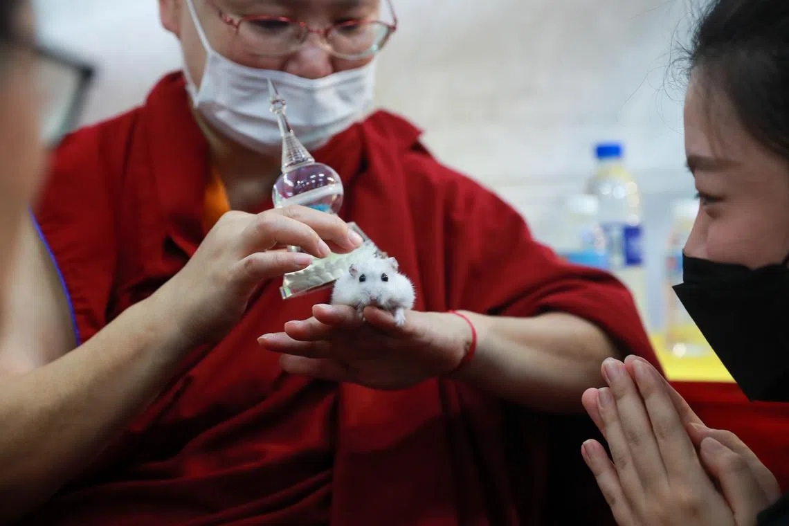 A monk giving blessings to Muahchee, a winter white hamster, at the Thekchen Choling Temple on June 1, 2023. The Tibetan Buddhist temple held an animal blessing night on the eve of Vesak Day.