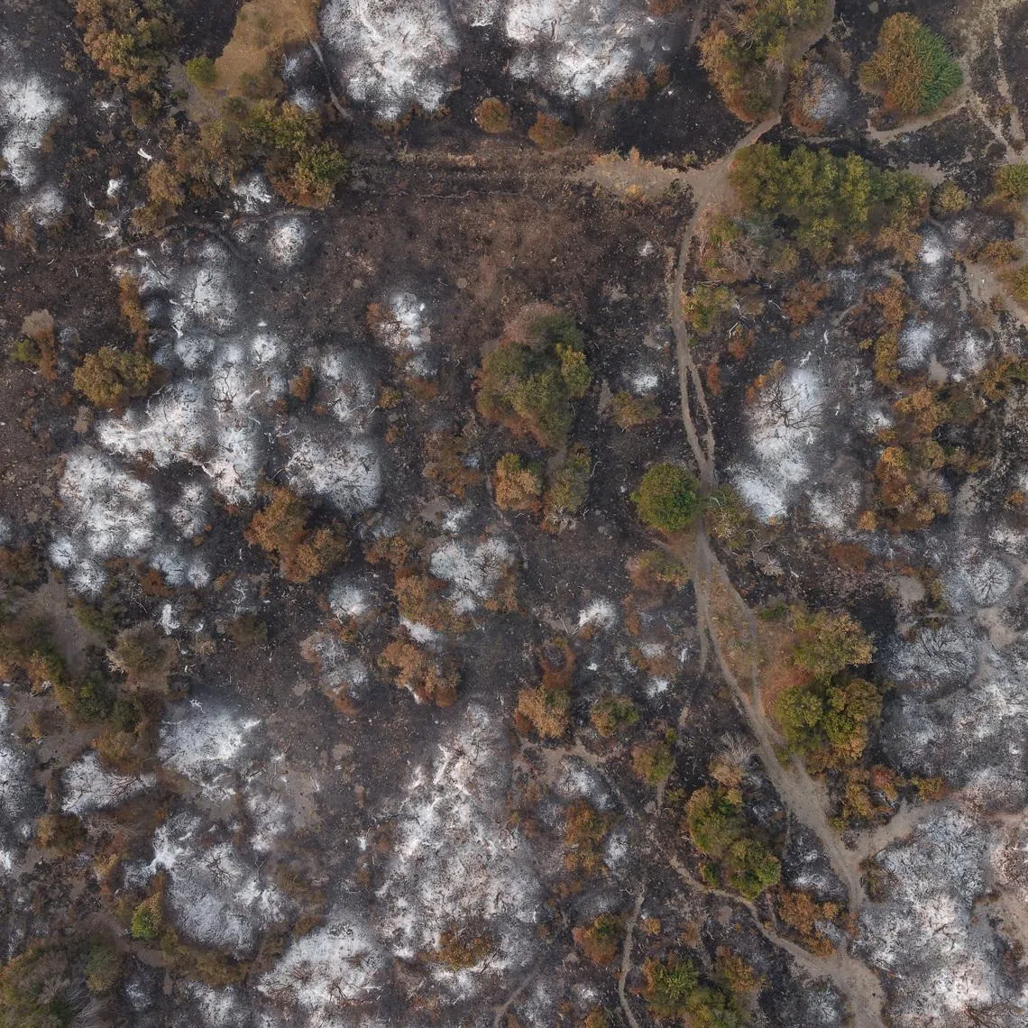 A drone view shows trees burnt by wildfires, in Cholila, in the patagonian province of Chubut, Argentina,  January 29, 2026. REUTERS/Gonzalo Keogan