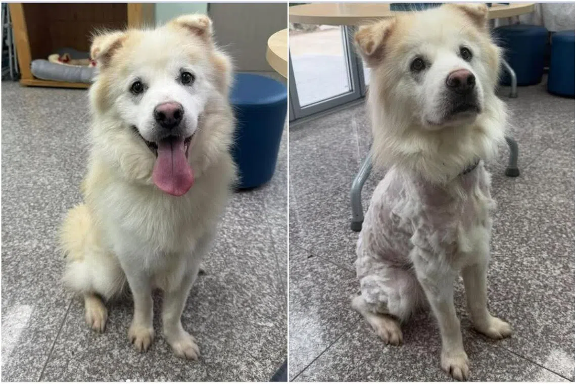 A two-year-old dog was returned by his new owner just hours after adopting him with his fur almost entirely shaved off.