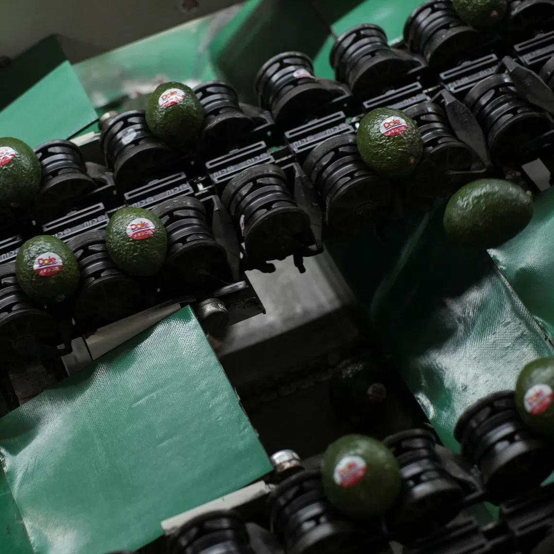 Avocados lie on a machine at a packing warehouse after the United States suspended avocado export inspections in the state following a security alert, a move that could delay shipments from Mexico's top producing region to its largest market, in Tacambaro de Codallos, Michoacan state, Mexico August 6, 2026. REUTERS/Ivan Arias