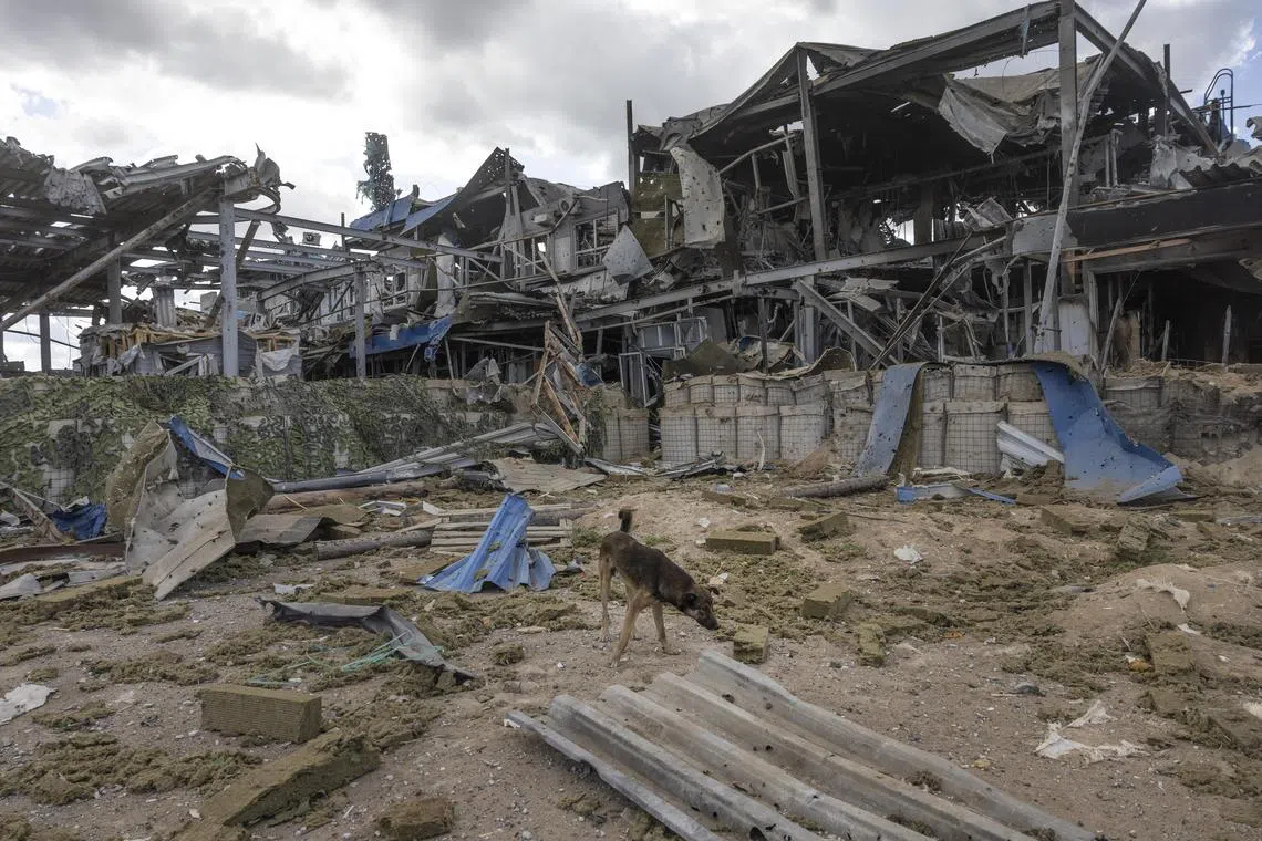 A stray dog walks through the remains of a destroyed Russian border outpost in the Kursk region.