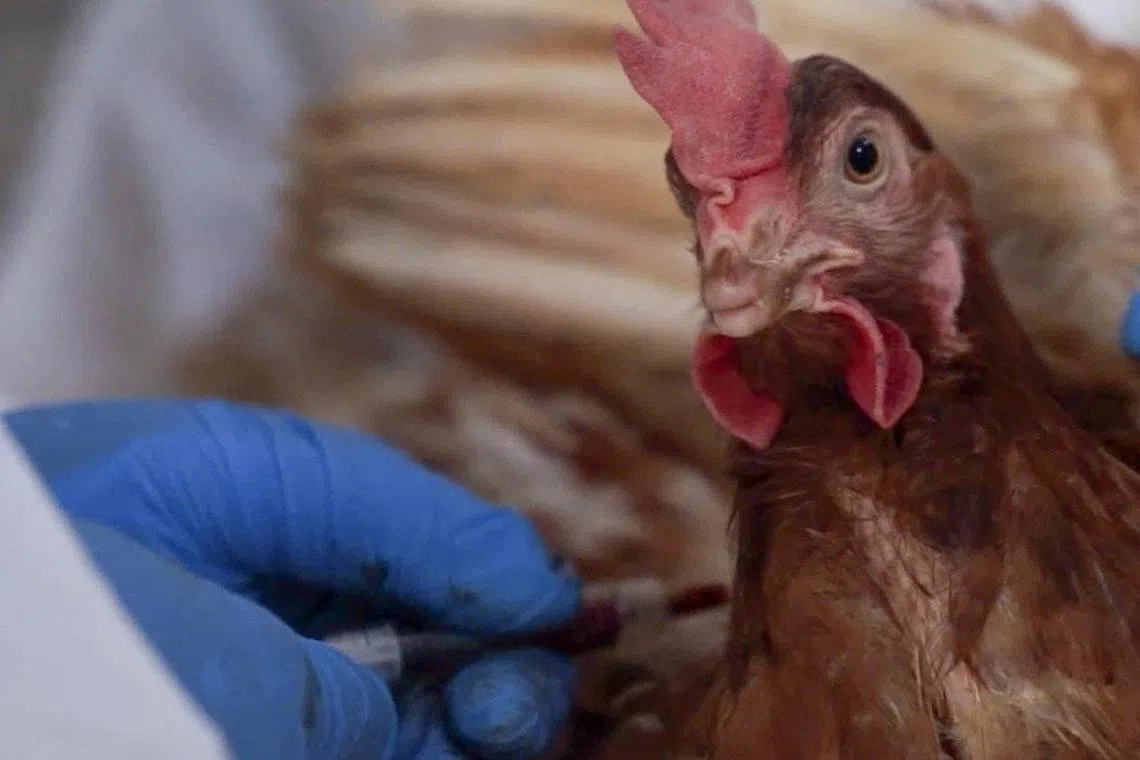 Just over 100 million poultry have died or were culled due to avian influenza between the start of October 2022 and Feb 3.