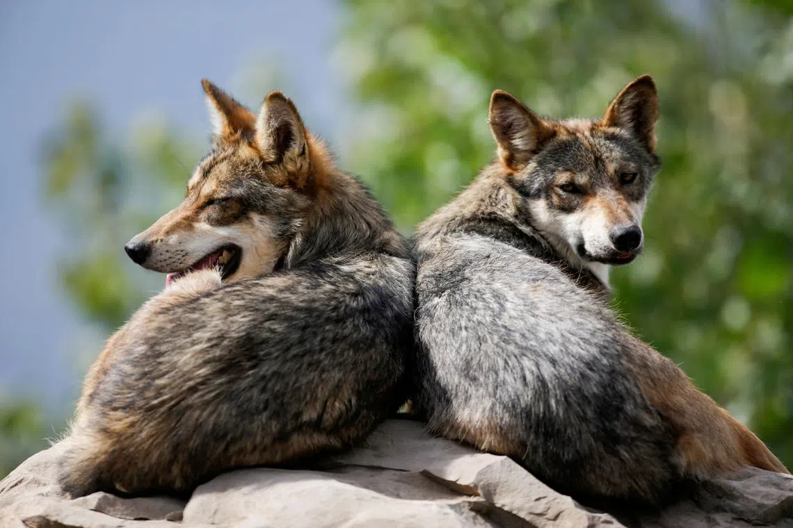 FILE PHOTO: Mexican gray wolves, an endangered native species, are seen resting in their enclosure at the Museo del Desierto in Saltillo, Mexico July 1, 2020. Picture taken July 1, 2020. REUTERS/Daniel Becerril/File Photo