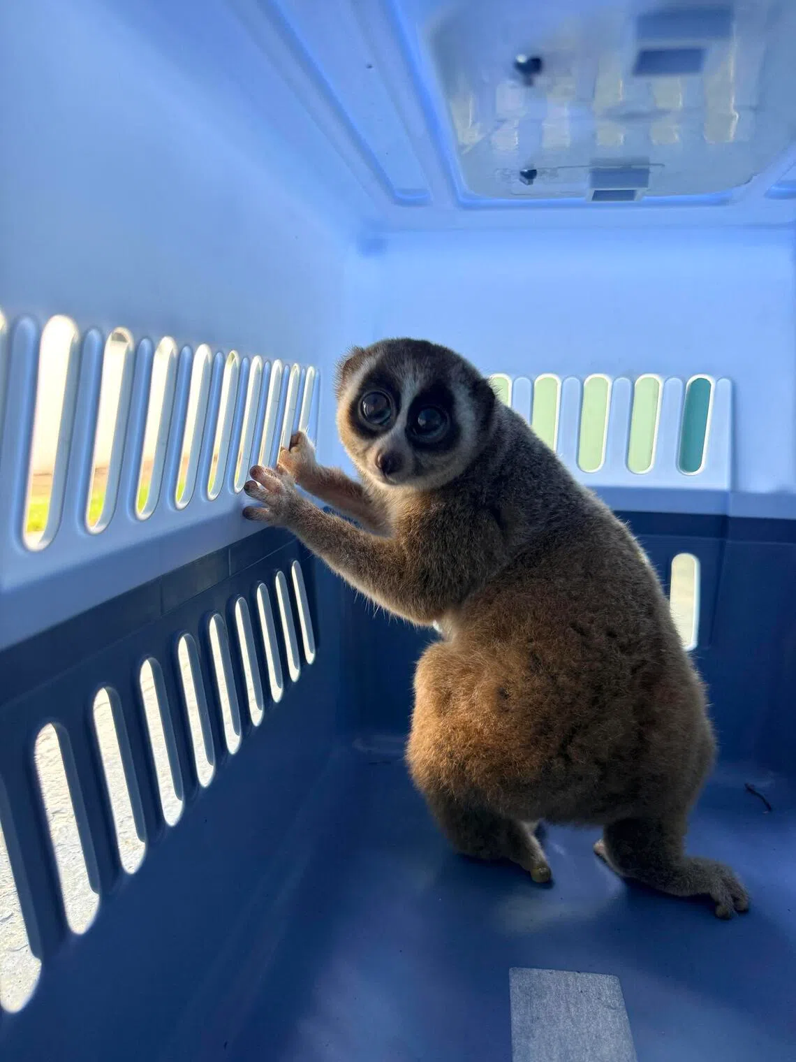 aqslow - The Sunda slow loris before it was released in August into a forested area inhabited by wild slow lorises.
Credit: ACRES