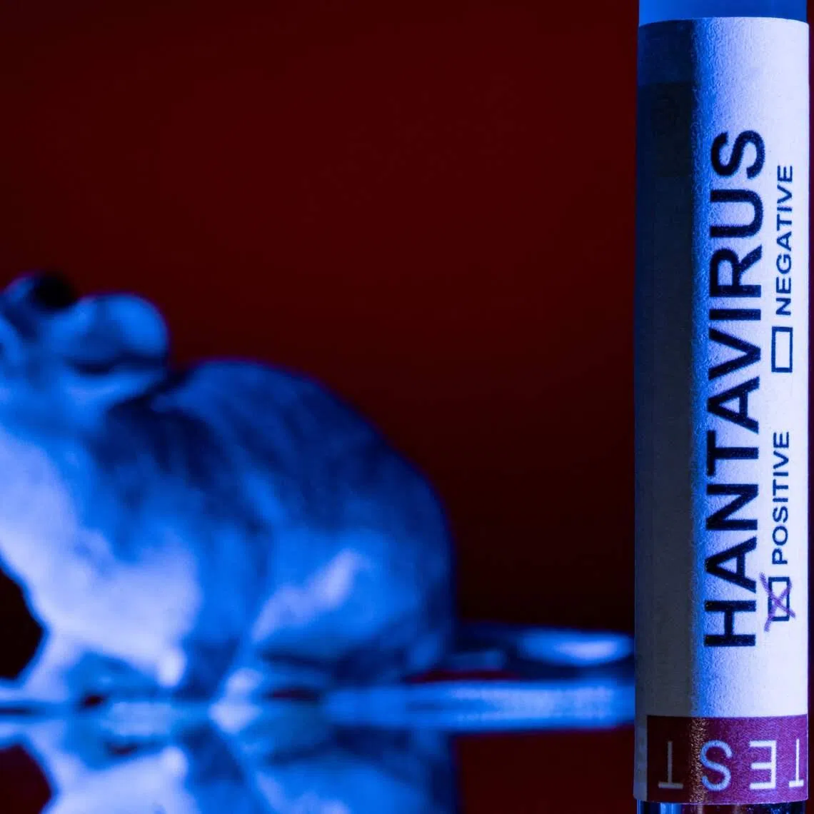 Experts have emphasised that hantavirus is not comparable to Covid-19. 